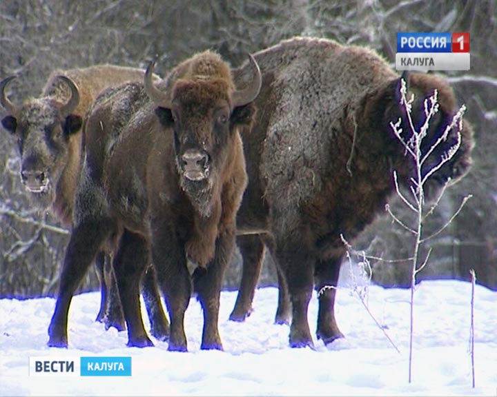 Орловское Полесье зимой лес