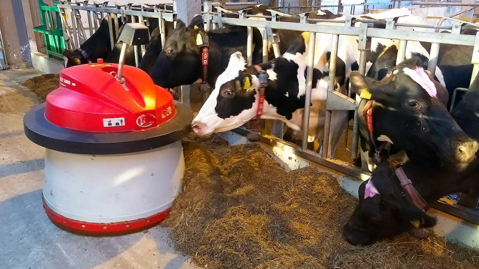 Корова-ферма2-1111.jpg