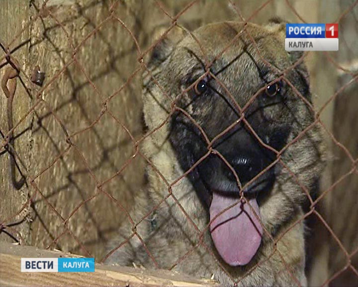 Приют для животных железногорск красноярский край мокрый нос где находится телефон