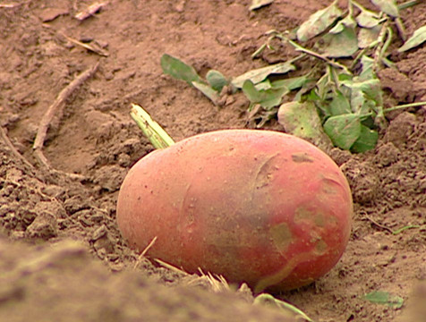 Калужские аграрии разрабатывают новые сорта картофеля