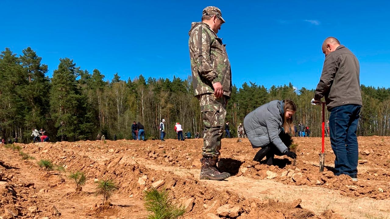 Сажали 5. Красновишерское лесничество посадка елей весной акция 2022 года. Посадка лесхоз бузулукский. Люди сажают деревья. Сажали 5.