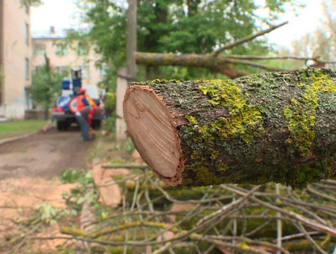 571 дерево вырубят в Калуге из-за распространения вредителя