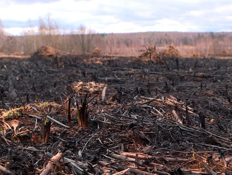 Более 300 гектаров земель сожжено из-за весеннего пала травы