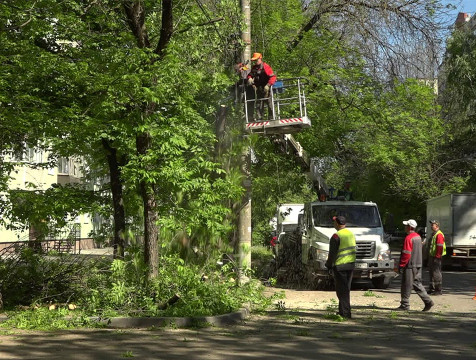 Порядка 150 аварийных деревьев ежемесячно убирают в Калуге