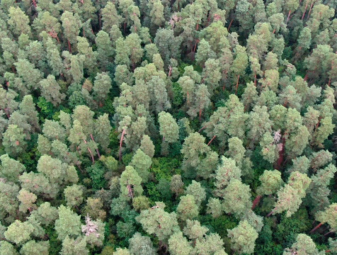 По эффективности ведения лесного хозяйства Калужская область заняла 16 место