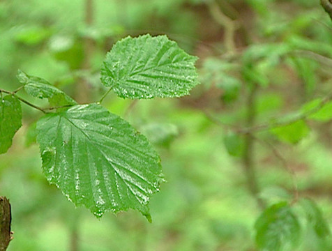17 незаконных рубок обнаружено в регионе с начала года