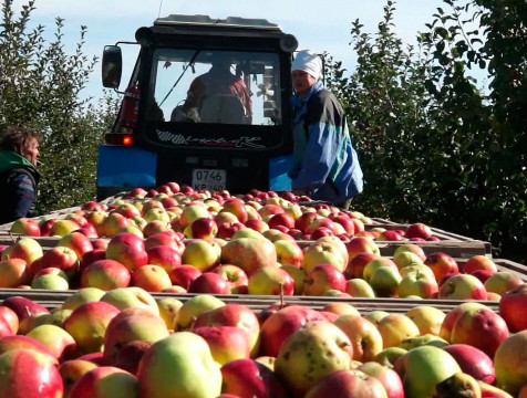В три раза планируют увеличить производство плодово-ягодной продукции в Калужской области