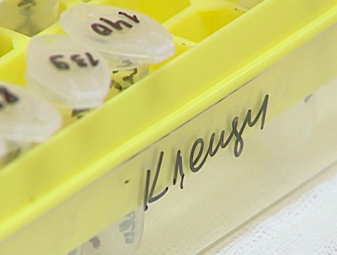 Почти 300 человек покусали клещи за неделю