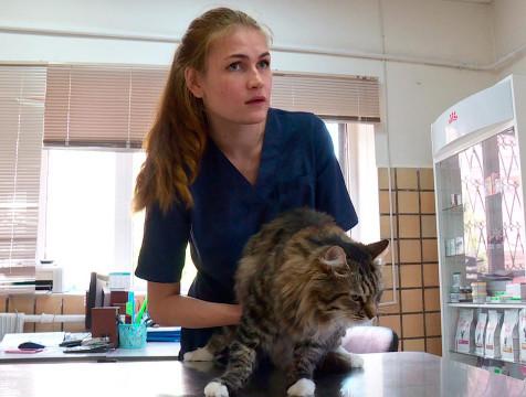 Ветеринары рассказали, как сохранить здоровье четвероногого друга в жару