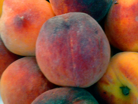 40 тонн зараженных личинкой фруктов обнаружили в Калужской области