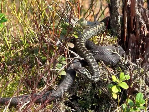 От укусов змей пострадали 30 жителей Калужской области