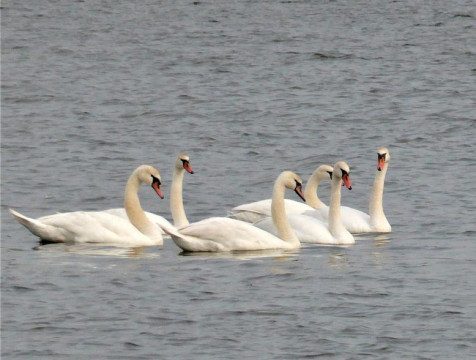 Стаю лебедей заметили на Яченском водохранилище