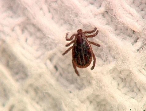 Более 330 человек обратились к медикам из-за укусов клещей