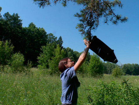 Более 70 феромонных ловушек установят для борьбы с жуком усачем