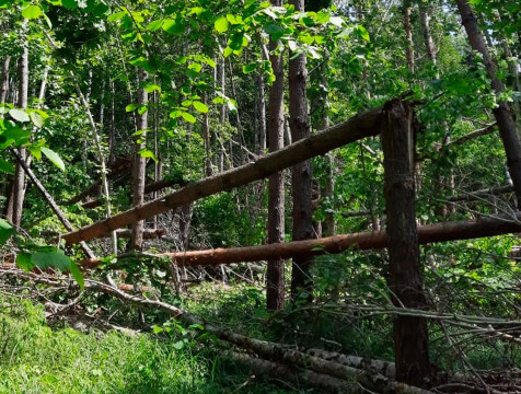 Территорию памятника природы в Хвастовичском районе очистят от поврежденных деревьев