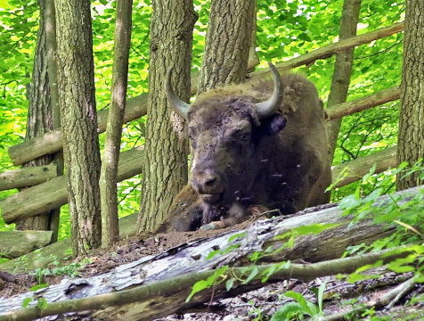 Зубрёнок из Ростова готовится к самостоятельной жизни в нацпарке 