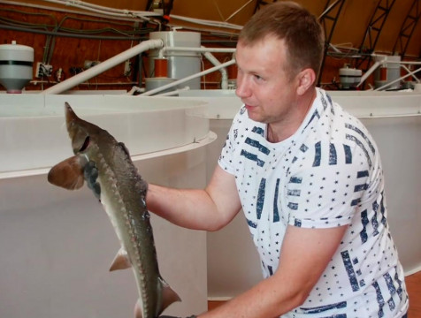 Фермер из Людинова растит краснокнижных осетров