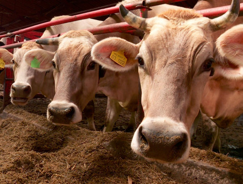 Более 1,3 тысяч тонн молока в сутки дают коровы Калужской области