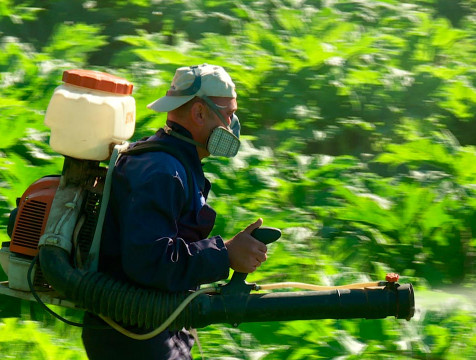 До 200 млн рублей в год выделяют в регионе на борьбу с борщевиком Сосновского