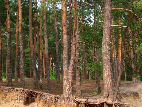 4 класс пожарной опасности объявили в лесах региона