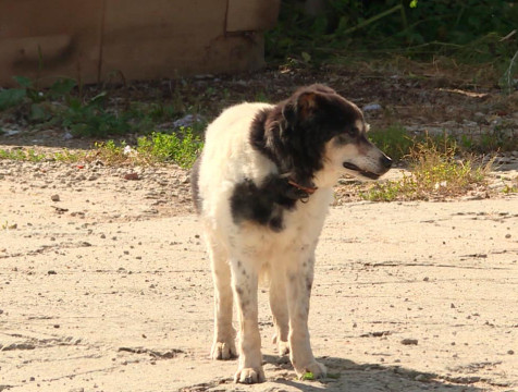 Собака напала на 10-летнего мальчика в Козельском районе