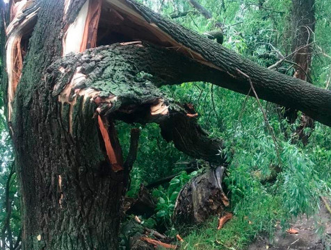 Упавшее дерево убило подростка в Козельском районе