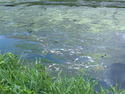 Массовая гибель рыбы в калужских водоёмах произошла из-за жары