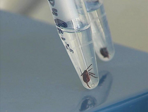 За неделю на укусы клещей пожаловался 371 человек - вдвое больше, чем в прошлом году