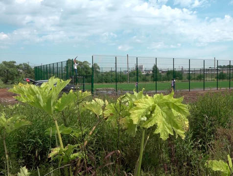 С борщевиком, растущим возле спортплощадки в Маклино, ведут борьбу