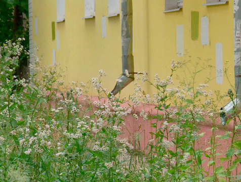 Управляющие компании могут получить штрафы за высокую траву возле домов