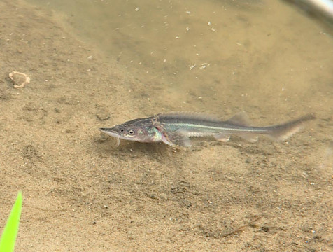 В Оку выпустили 29 тысяч мальков стерляди