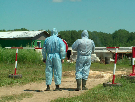 Восемь очагов птичьего гриппа выявлено в Калужской области