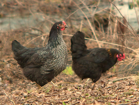 Обнаружено еще два очага птичьего гриппа
