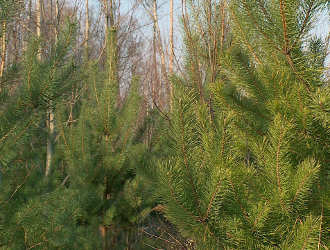 В минприроды рассказали, как избежать встречи с медведем