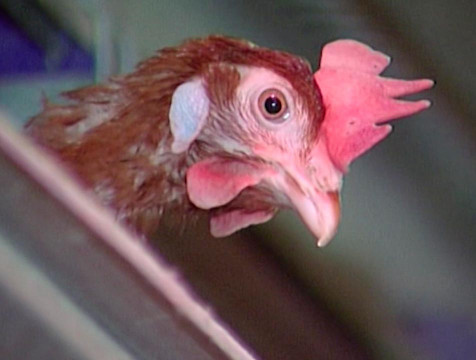 Более 12 тысяч домашних птиц уничтожат из-за вспышки гриппа