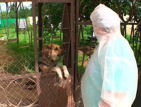 Более 6000 домашних птиц уничтожено из-за птичьего гриппа