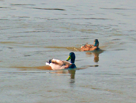 Сезон охоты на дичь стартовал, но есть ограничения из-за птичьего гриппа