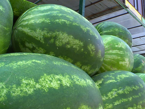 Сотрудники Роспотребнадзора рассказали, как выбрать арбуз и дыню