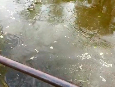 В реку Быстринку в Медынском районе попали неочищенные стоки с фермы