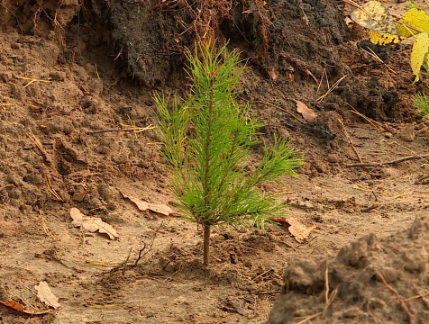 Калужская область вошла в ТОП-10 всероссийского экологического рейтинга