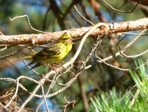 Гнездование канареечного вьюрка впервые обнаружено в Калуге