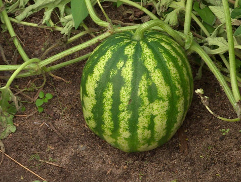 День арбуза отмечают 3 августа в разных странах мира