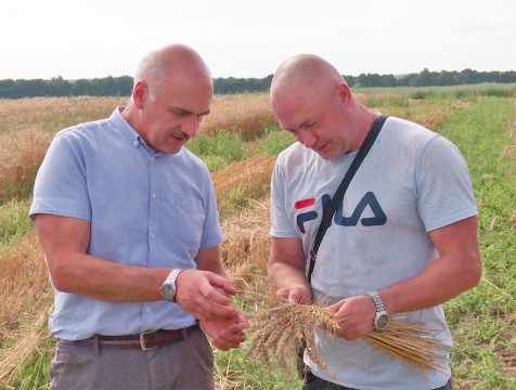 Селекционеры региона достигли высоких показателей в импортозамещении семян зерновых культур