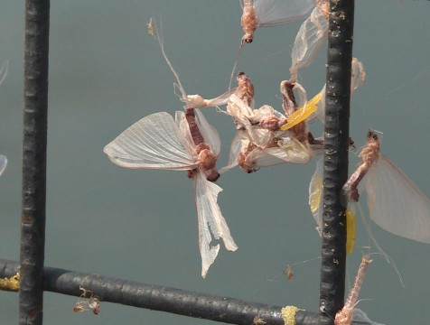 Нашествие крылатой подёнки отмечается в Калуге