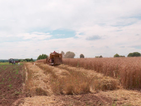 Из-за обильных осадков урожайность зерновых повысилась на 15-20%