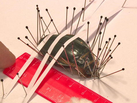 Редкий вид жука-плавунца обнаружили биологи в Милятинском водохранилище