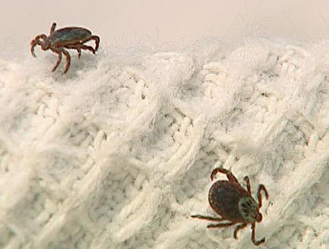 За неделю от укусов клещей пострадали 124 жителя области