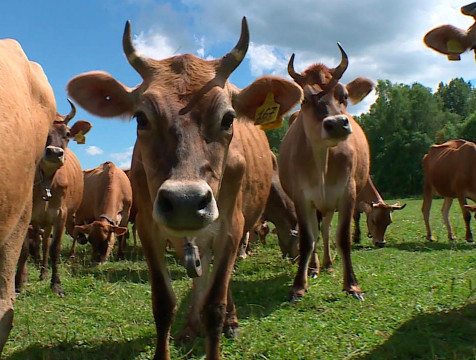 Поголовье коров в хозяйствах региона выросло на 4% по сравнению с прошлым годом