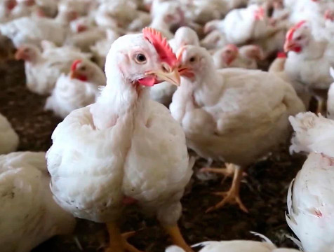 Почти 21 тысячу домашних птиц уничтожили в Калужской области из-за вспышки гриппа