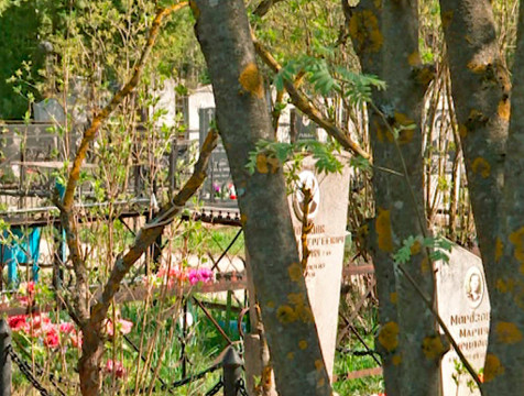 Информация о медведе на Литвиновском кладбище оказалась ложью